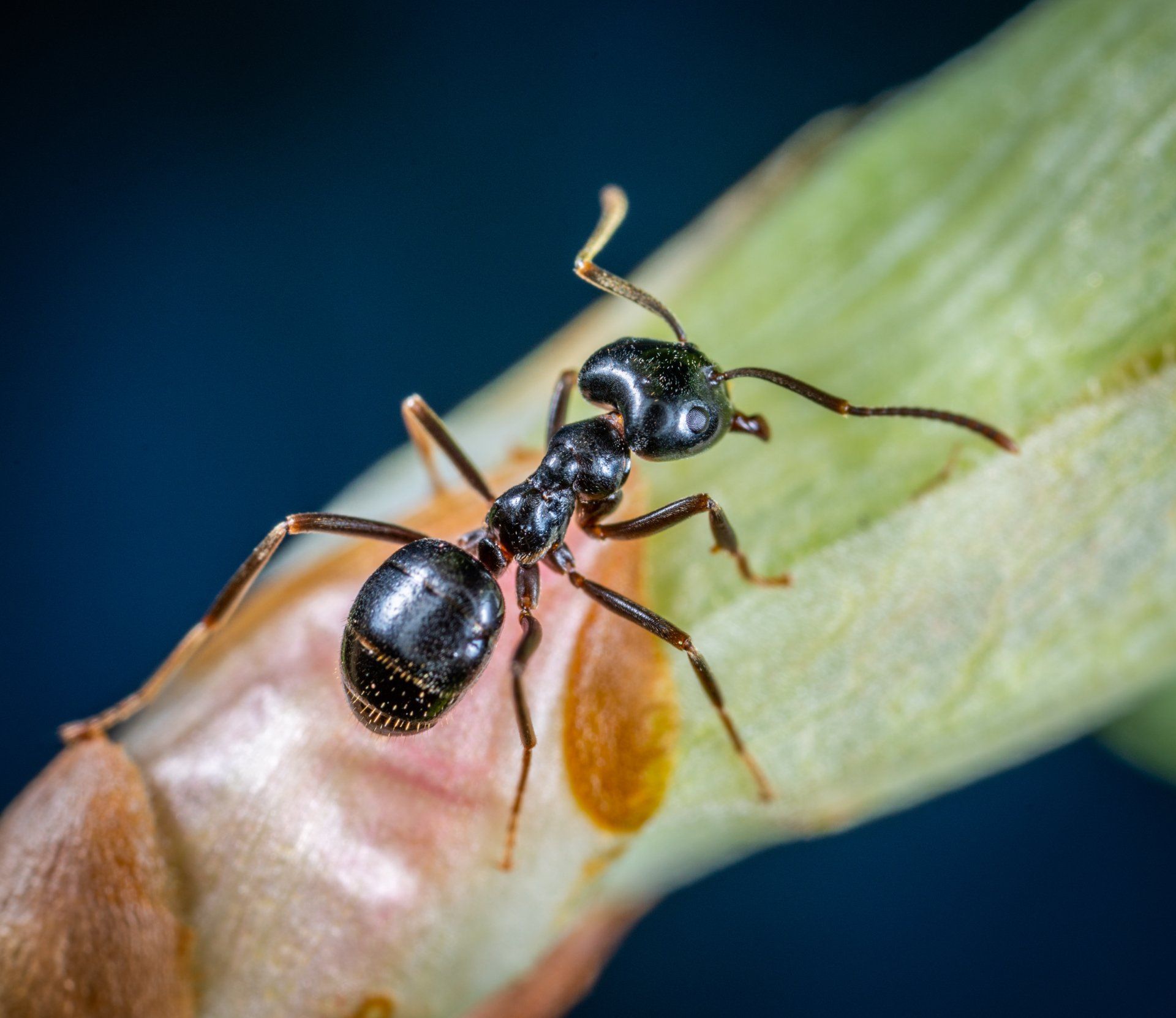 ant control services west jordan