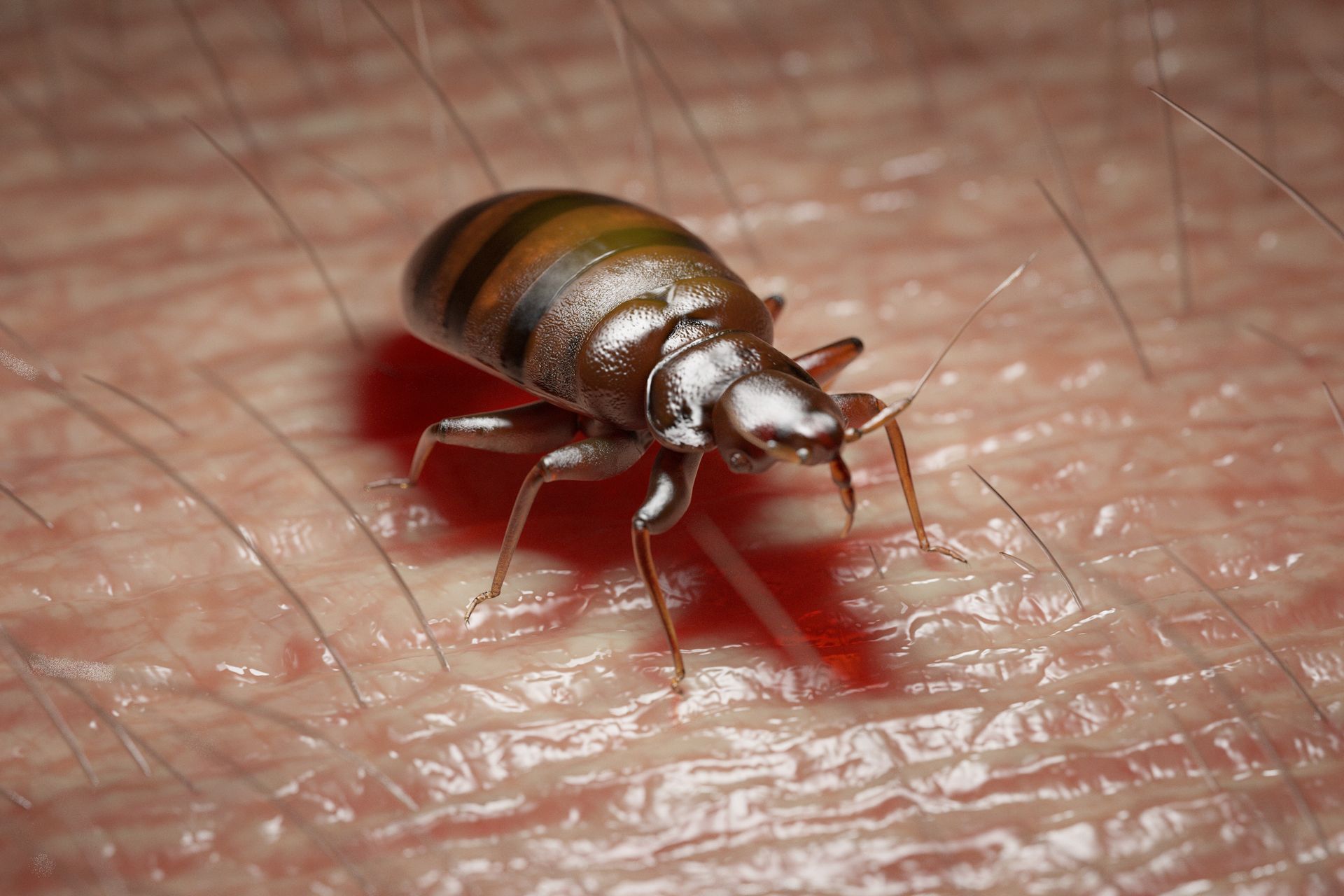 Bed bug infestation in a mattress — emergency bed bug response