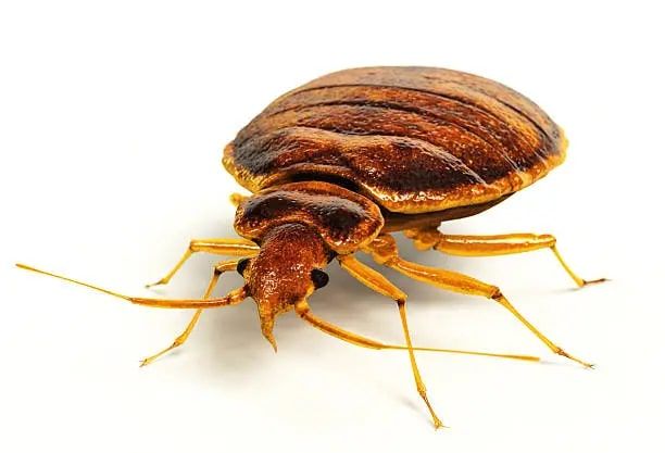 bed bug removal