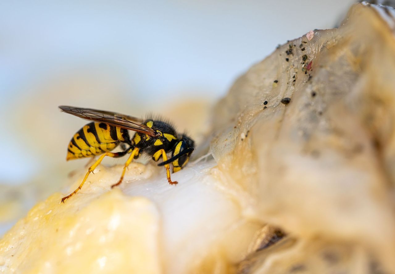 Wasp on a nest — wasp and bee removal services in West Jordan, UT