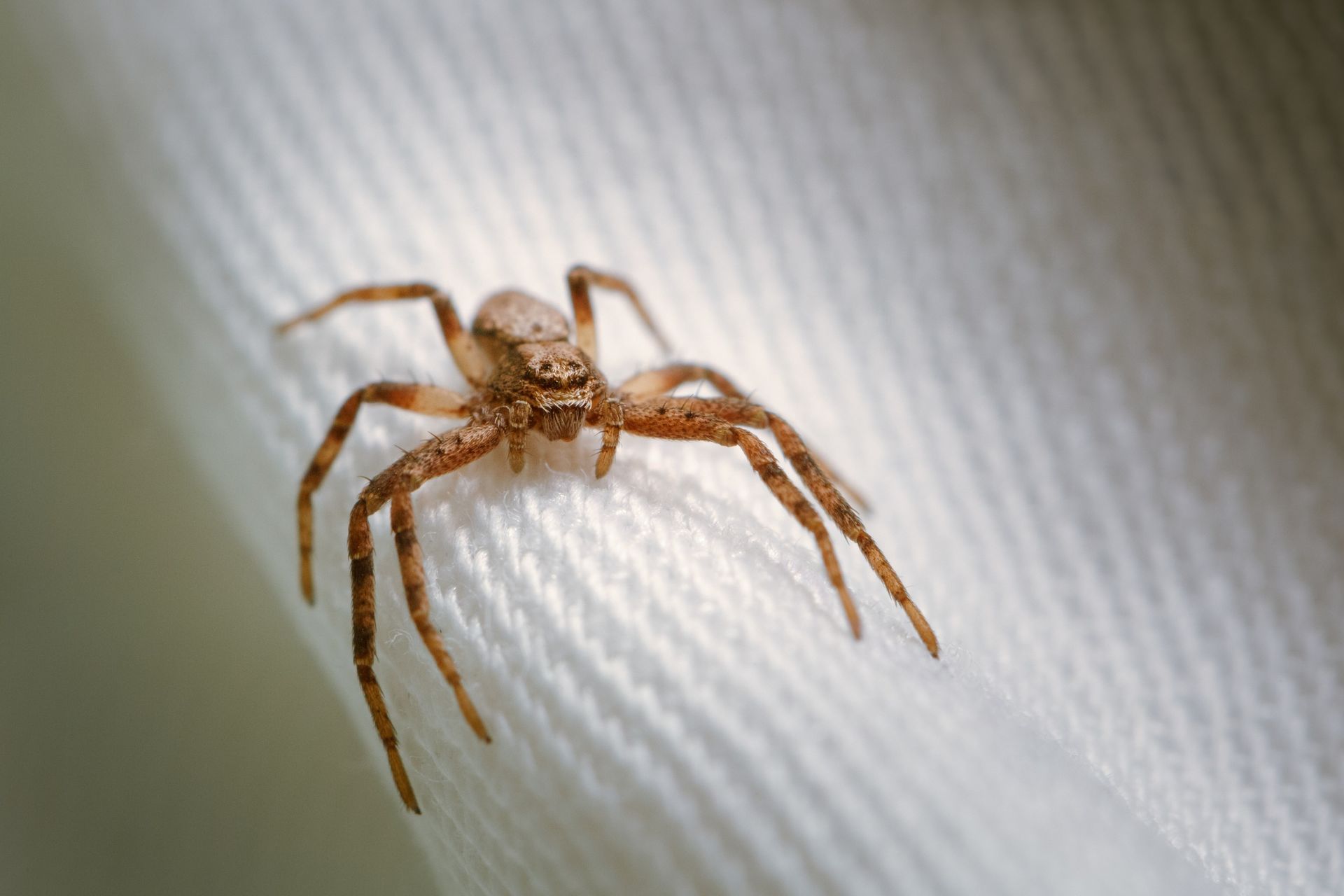Brown spider on white fabric indoors