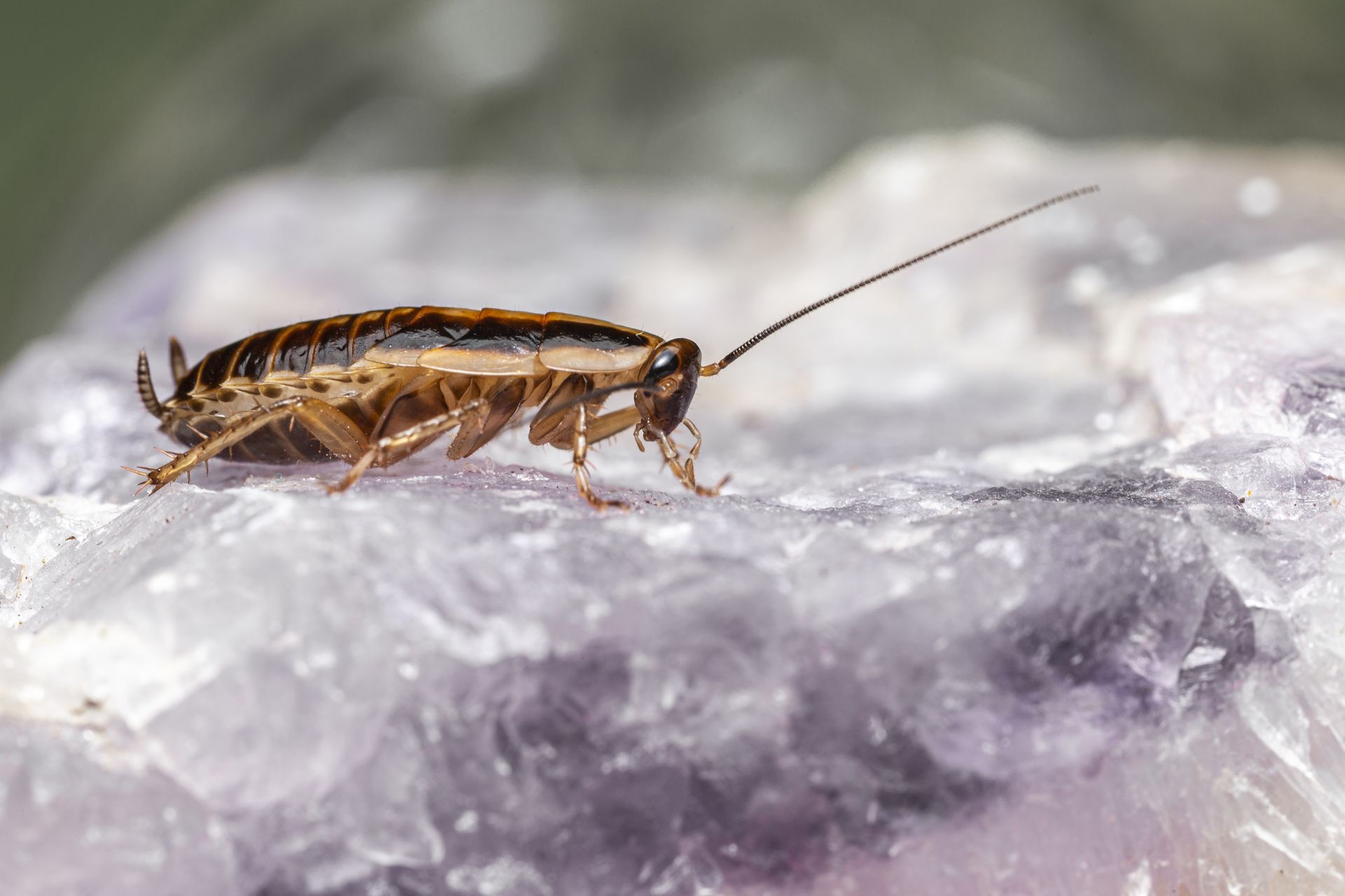 Cockroach infestation being treated in West Jordan, UT