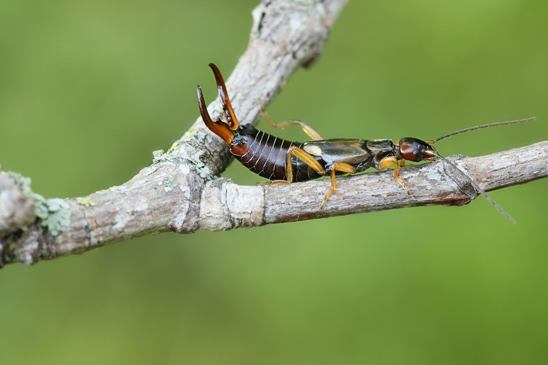 Earwig Pest Control West Jordan, UT