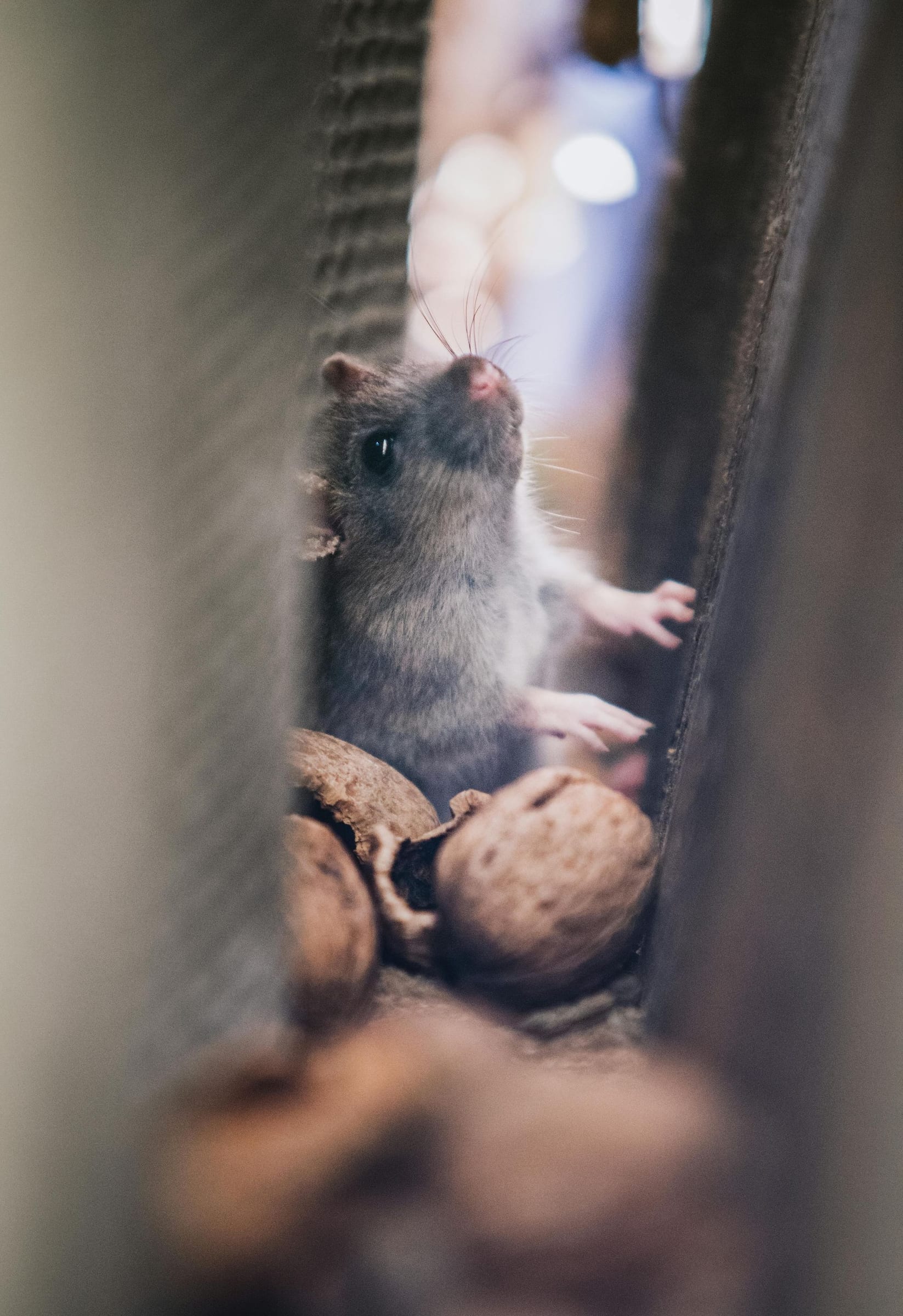 Eco-friendly pest control treatment in West Jordan, Utah