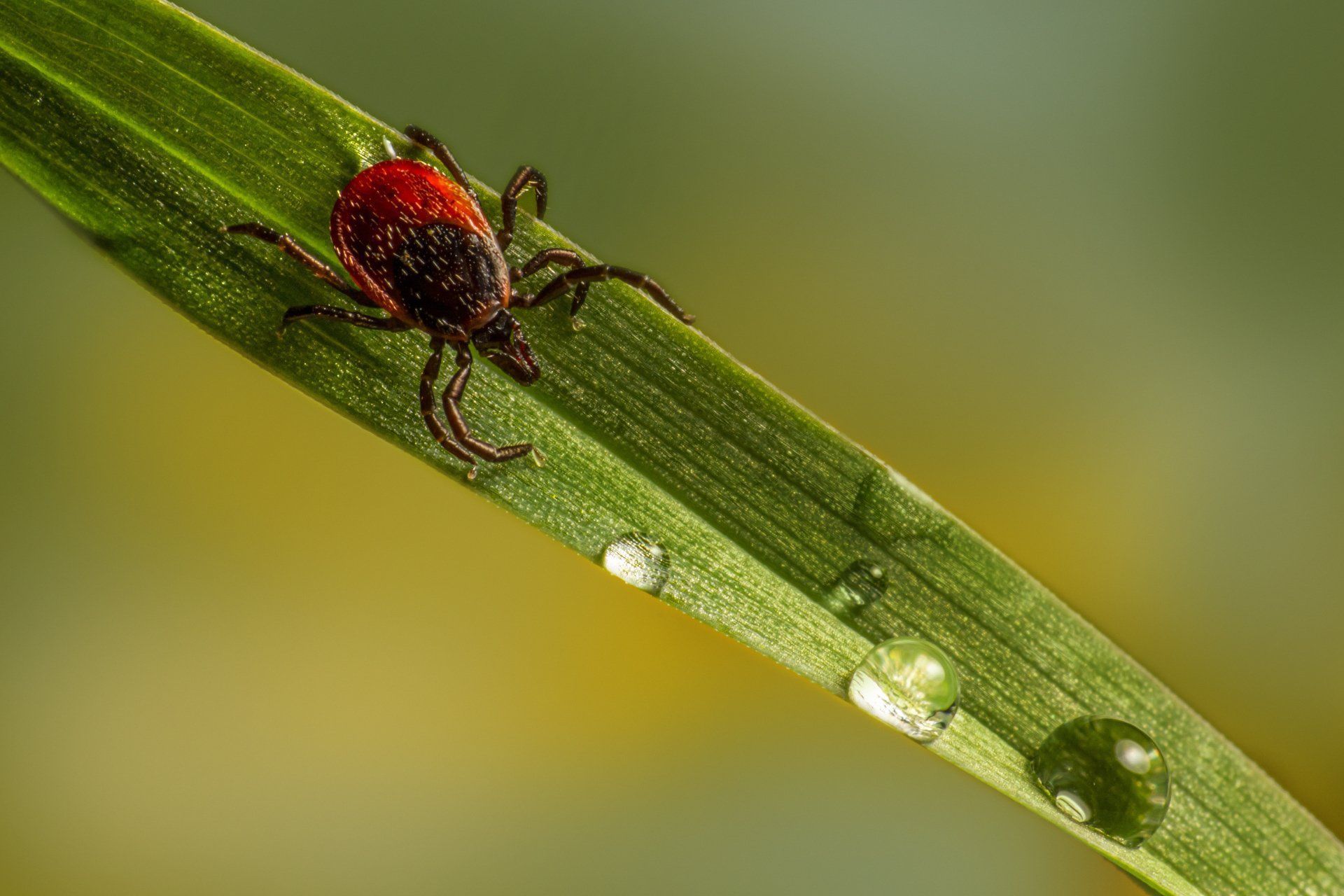Elm seed bug — elm seed bug removal in West Jordan, UT