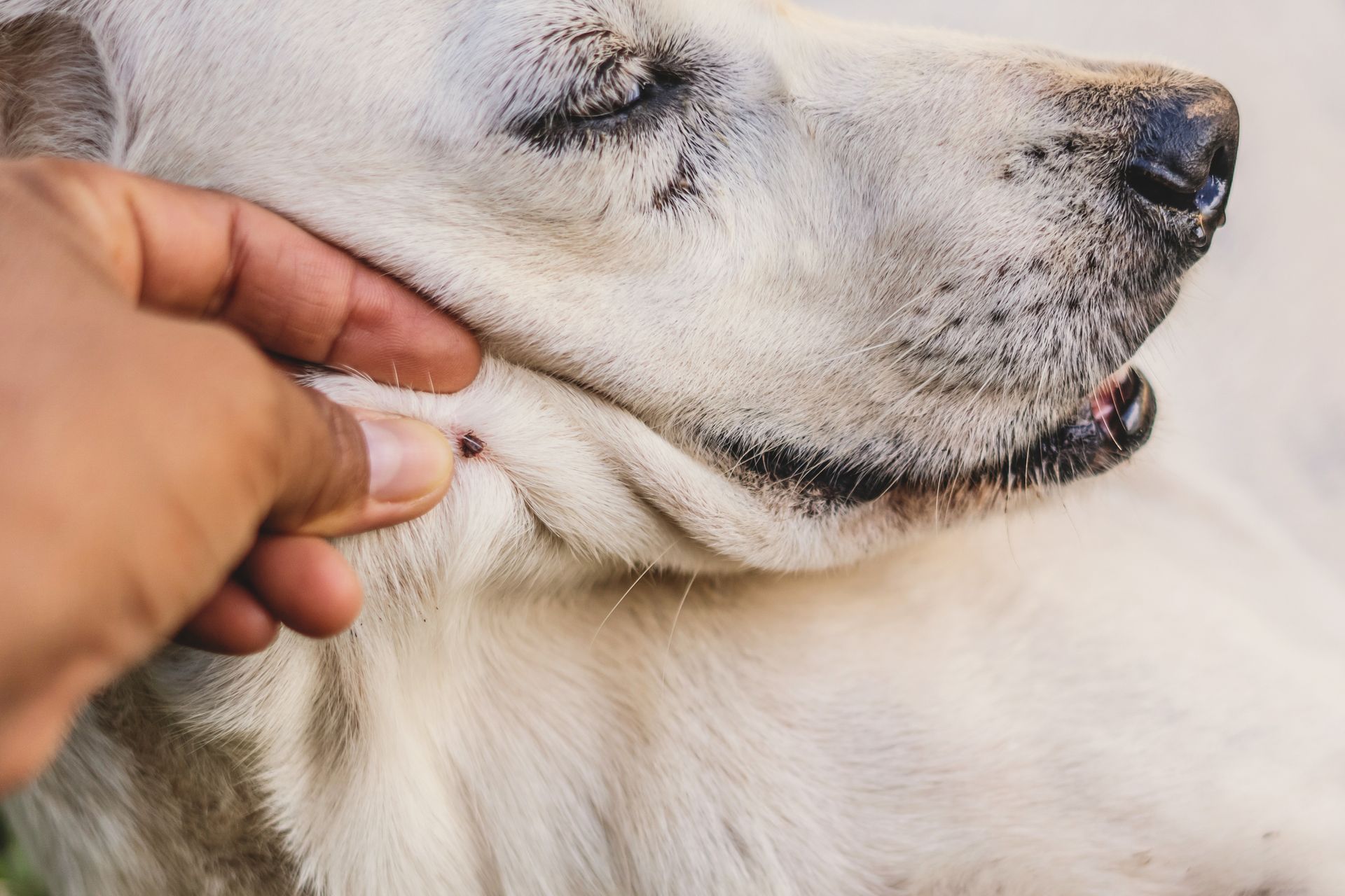 Flea treatment for homes and pets in Salt Lake City, UT