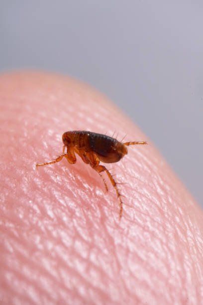 Fleas Control Service