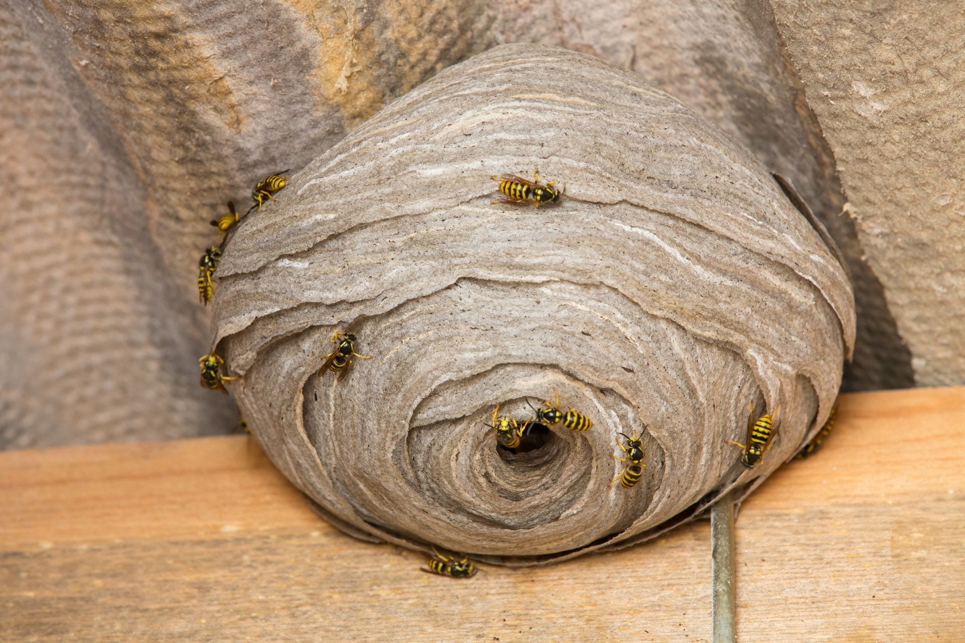 Wasp nest on a home exterior in West Jordan, UT