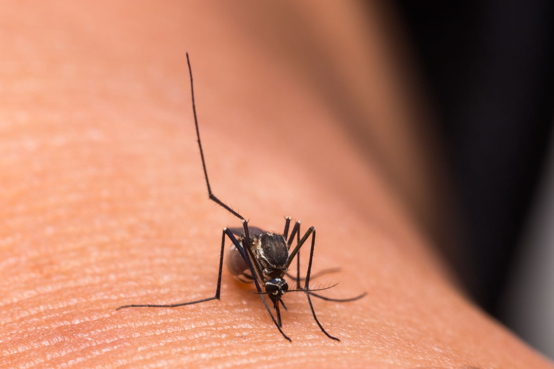 Mosquito on skin — mosquito-borne disease risk in Salt Lake City, UT
