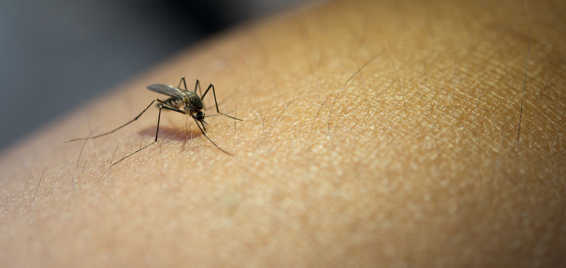 Mosquito control treatment for a home in West Jordan, UT