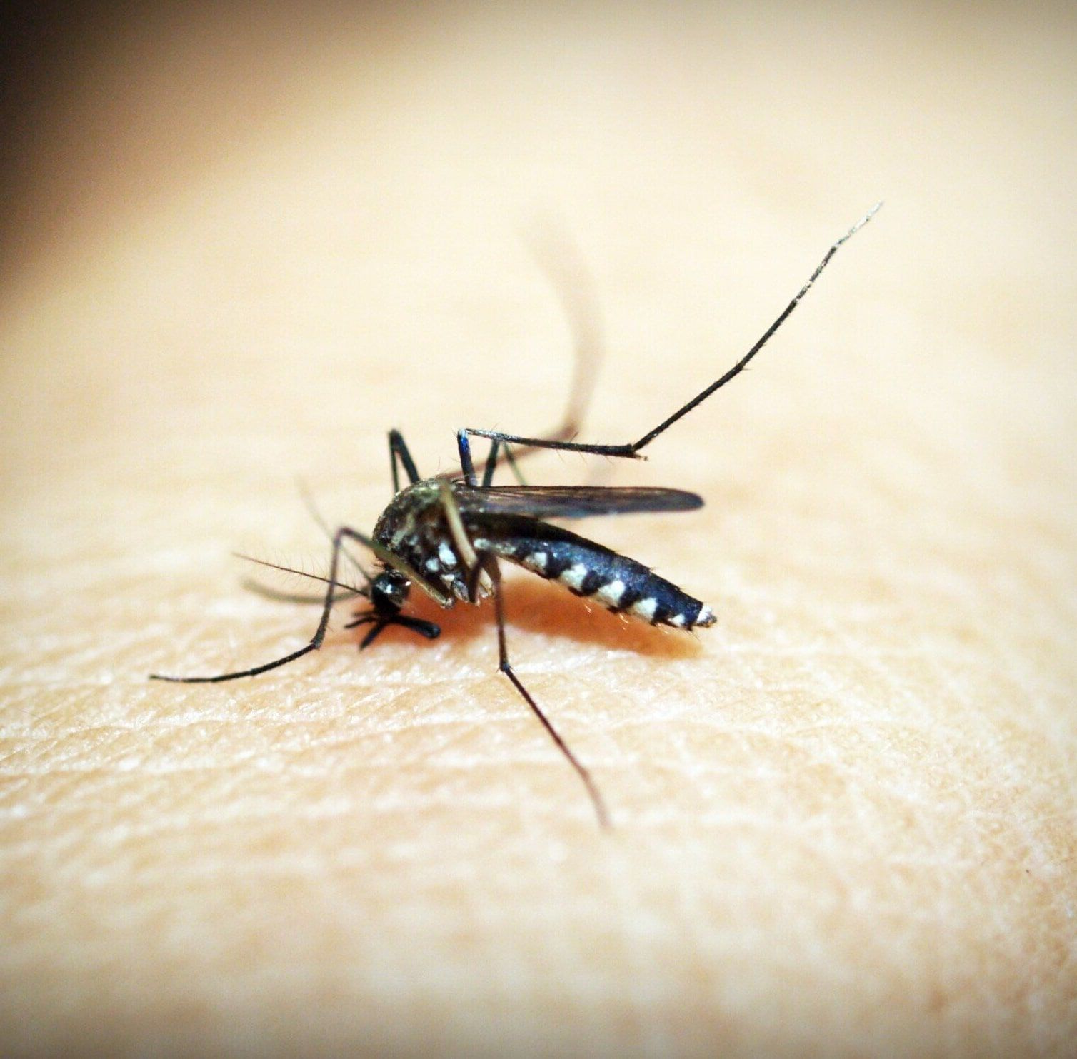 Mosquito feeding on skin — mosquito control in West Jordan, UT