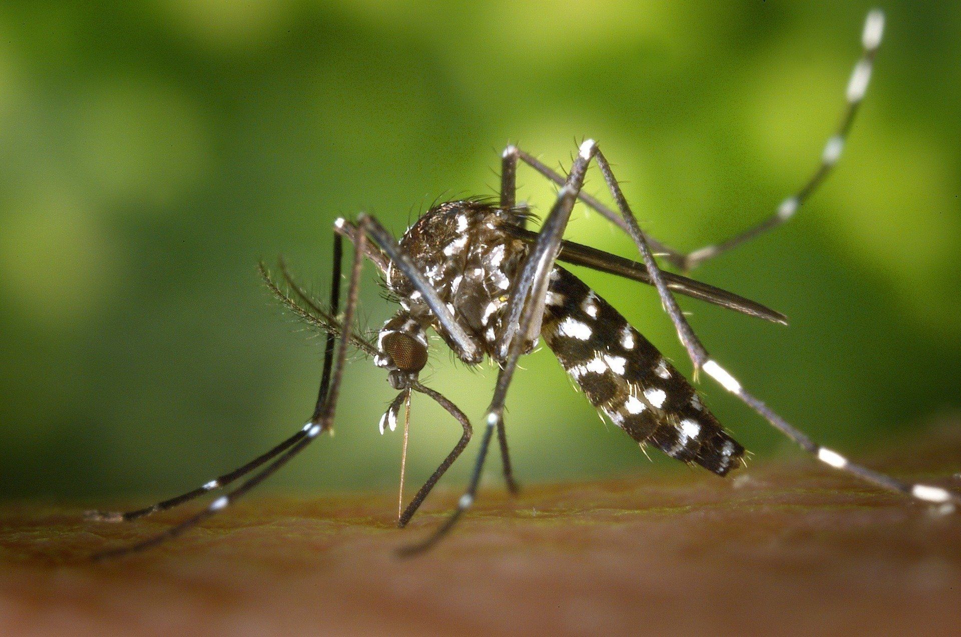 Mosquitoes Pest Control Services