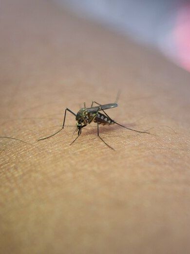 pest control millcree ut