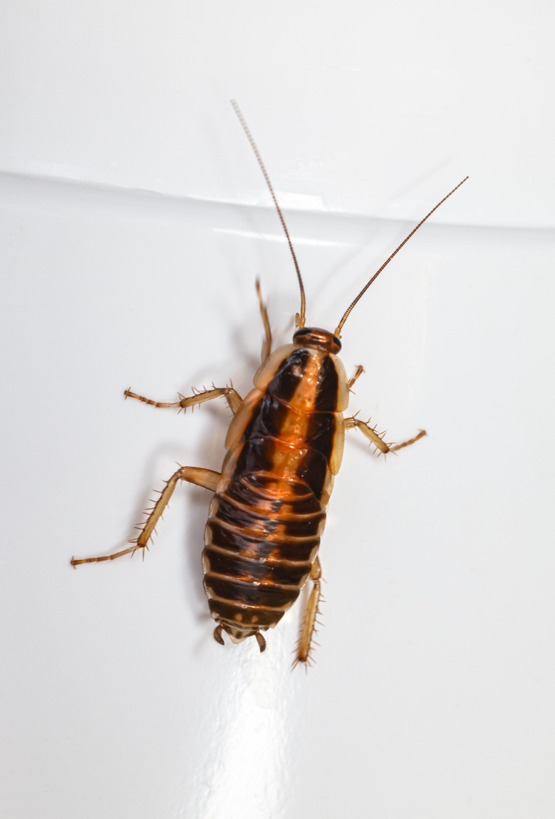 pest control servivces riverton ut