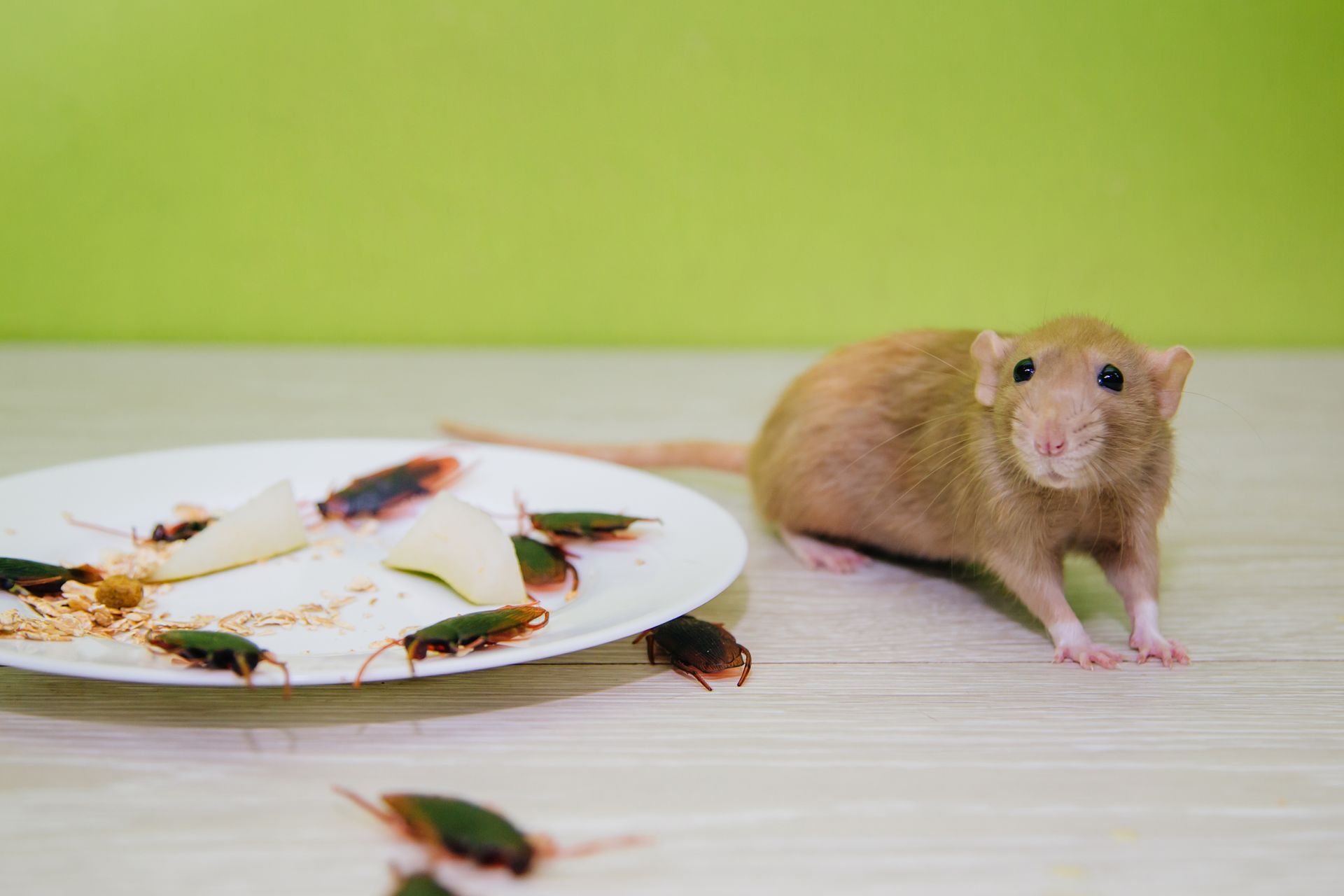 professional pest control services in West Jordan, UT