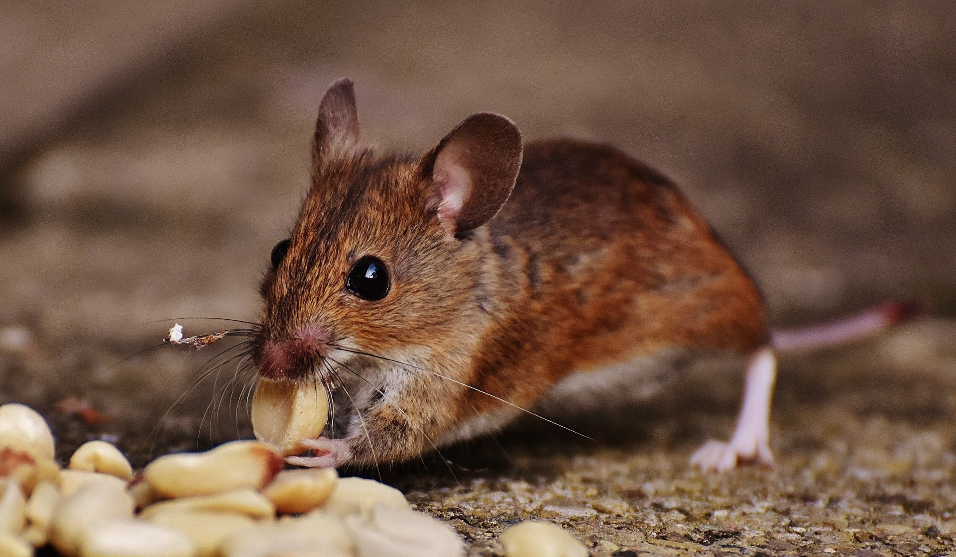 Pest Control tips