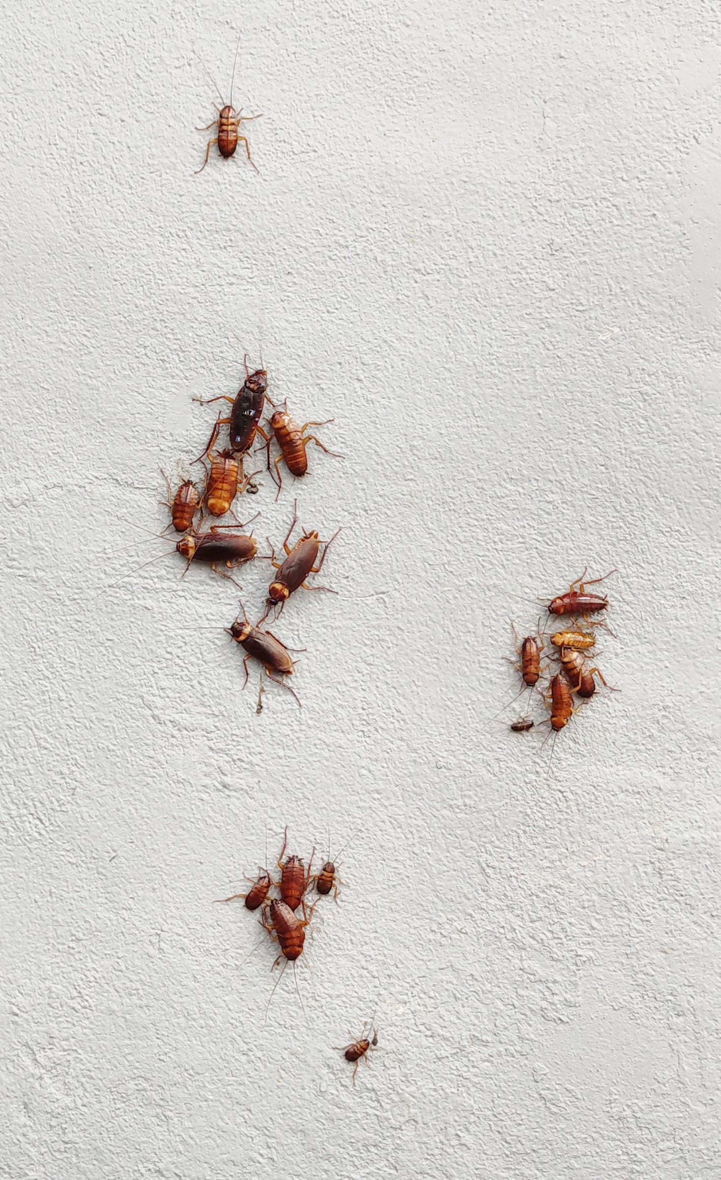 Seasonal pests in Salt Lake City, UT