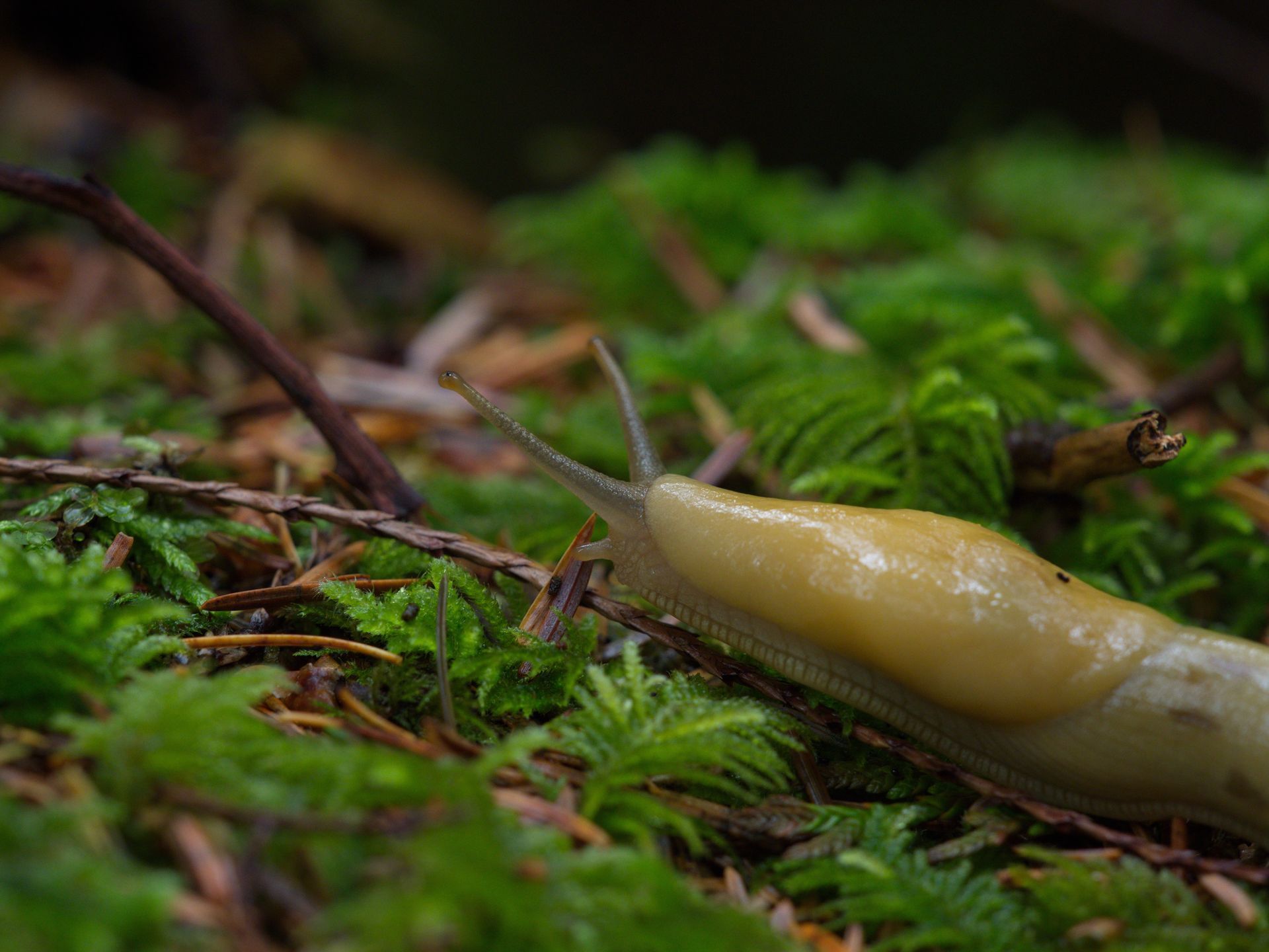 Slug, Pest Control Service