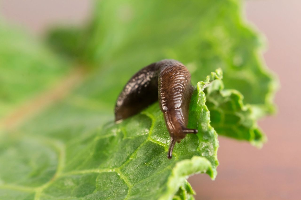 Slug on a damp surface — slug control for homes and gardens in West Jordan, UT