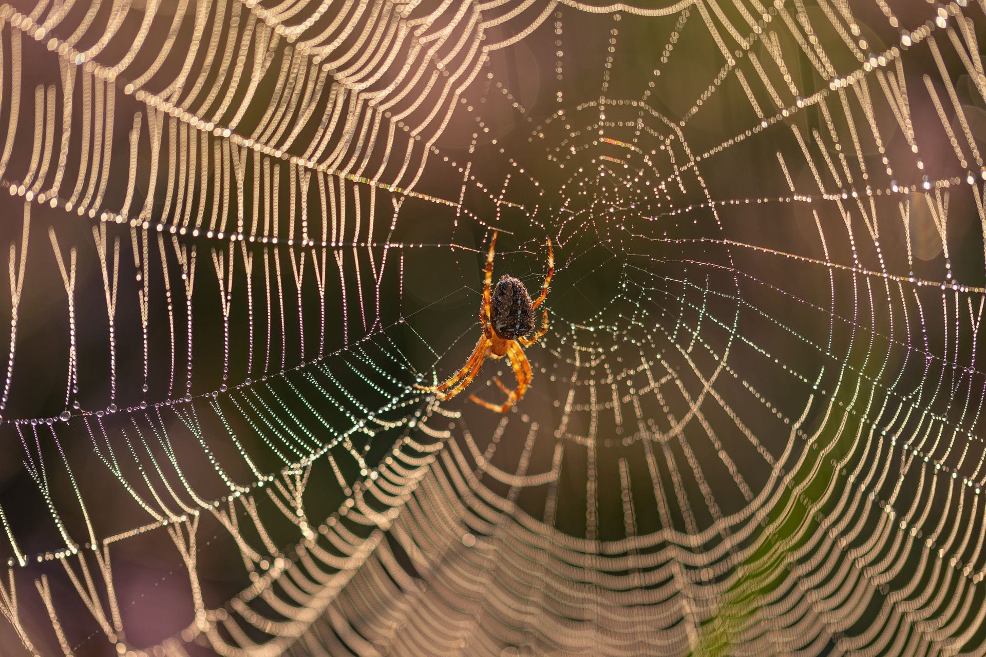 Spider Pest Control in Utah