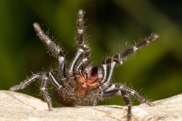 Spider in a corner web — spider control and prevention in West Jordan, UT