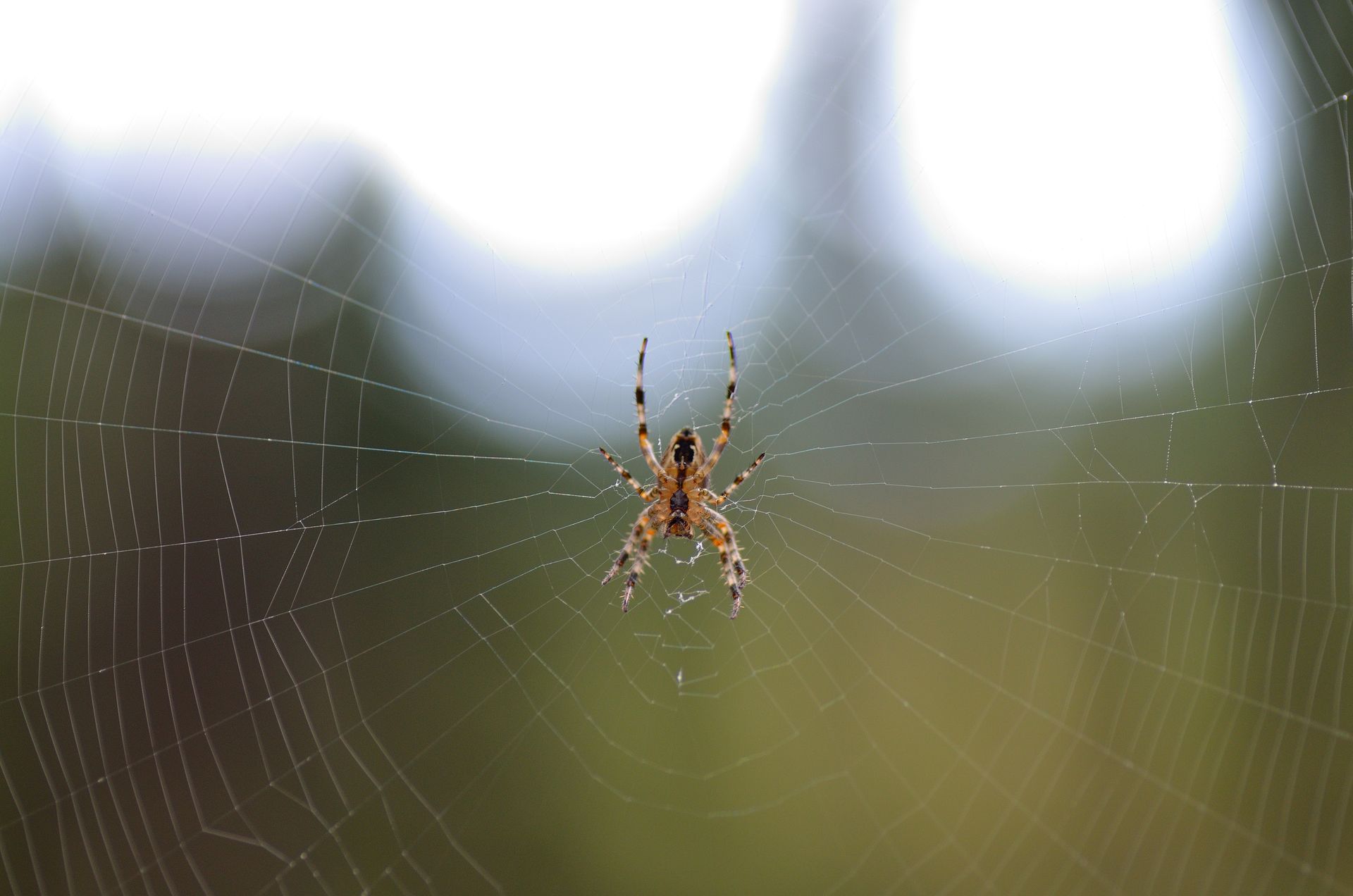 Spider pest control service in West Jordan, UT