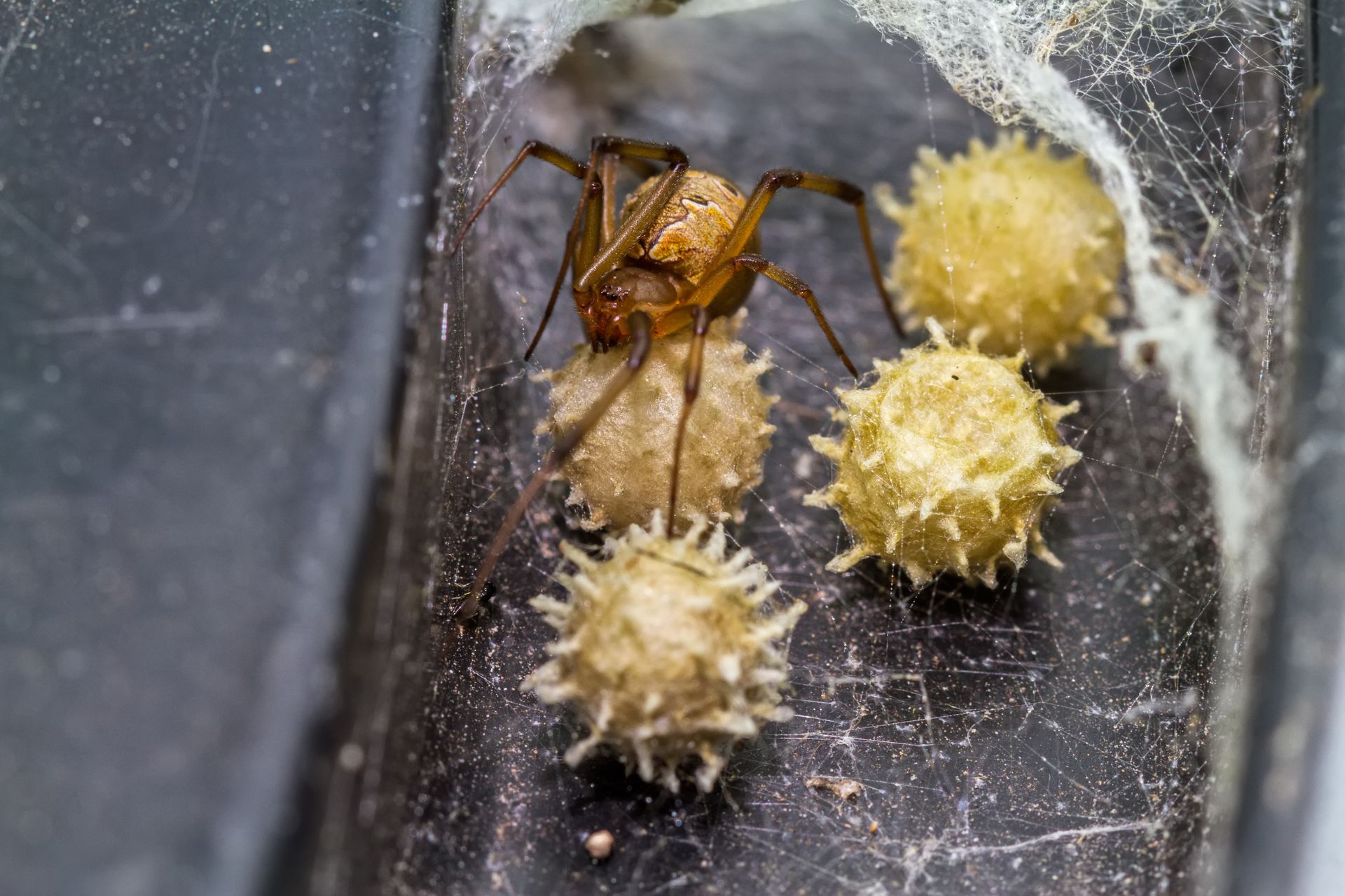Spider on its web — spider pest control and prevention in West Jordan, UT