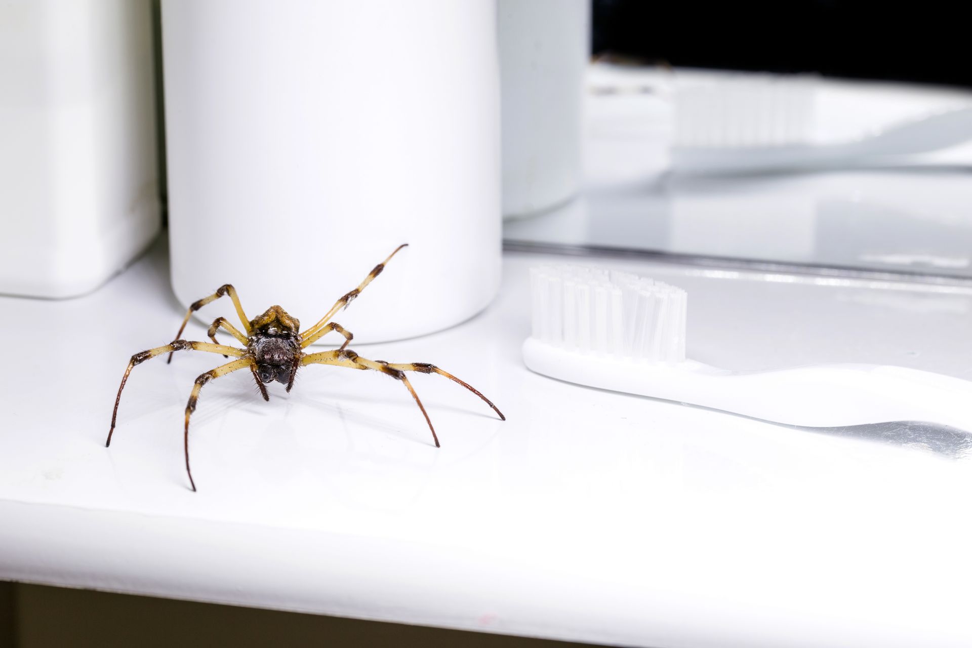 Spider Pest Control West Jordan, UT