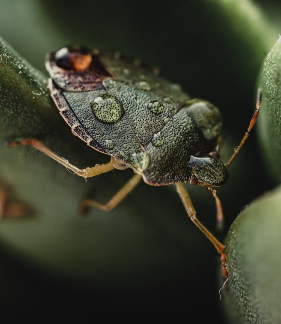 Stink bug sheltering indoors — stink bug control in West Jordan, UT