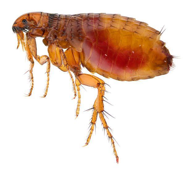 Flea — flea removal for homes and pets in West Jordan, UT