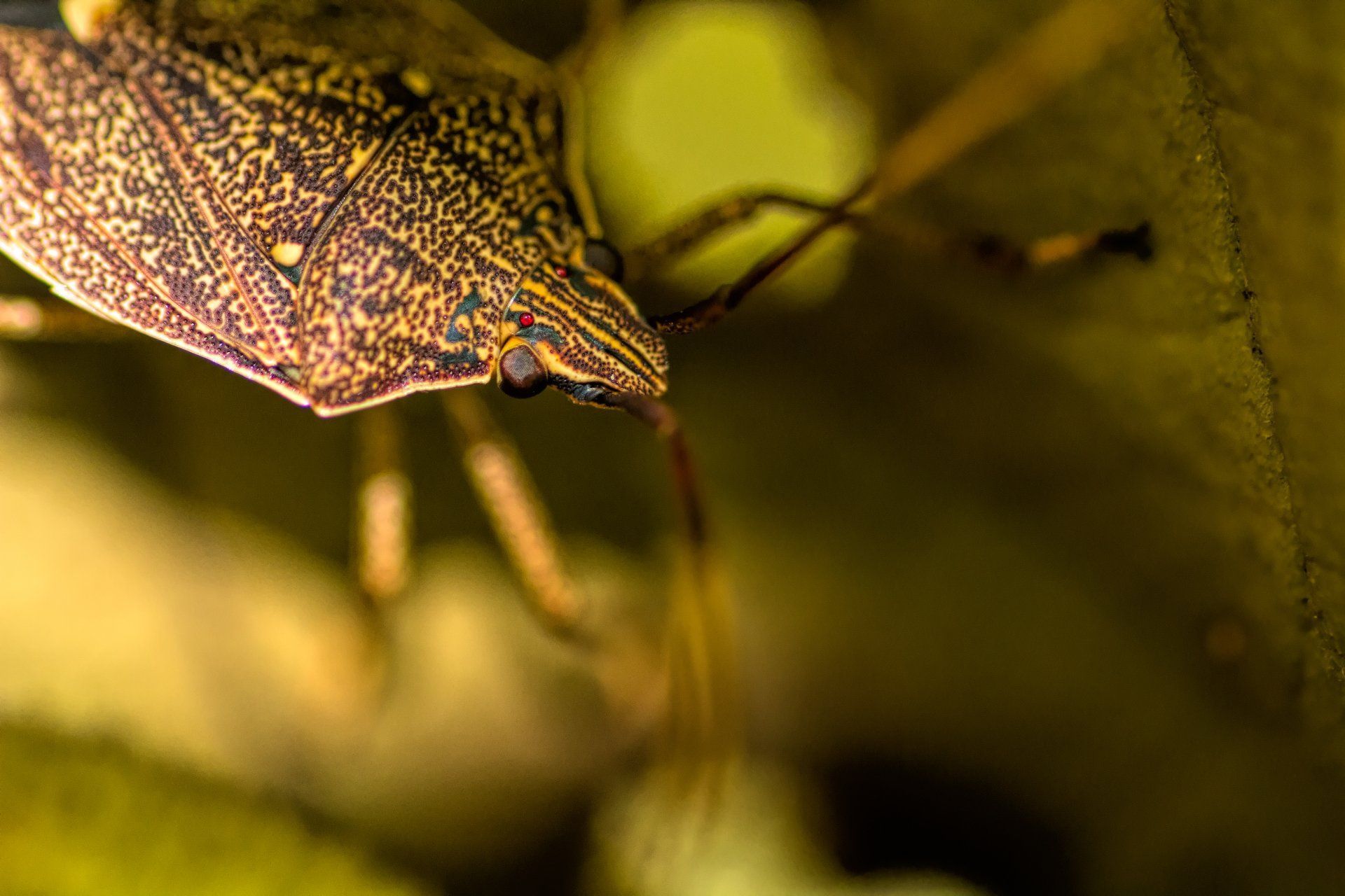 Stink bugs Pest Control