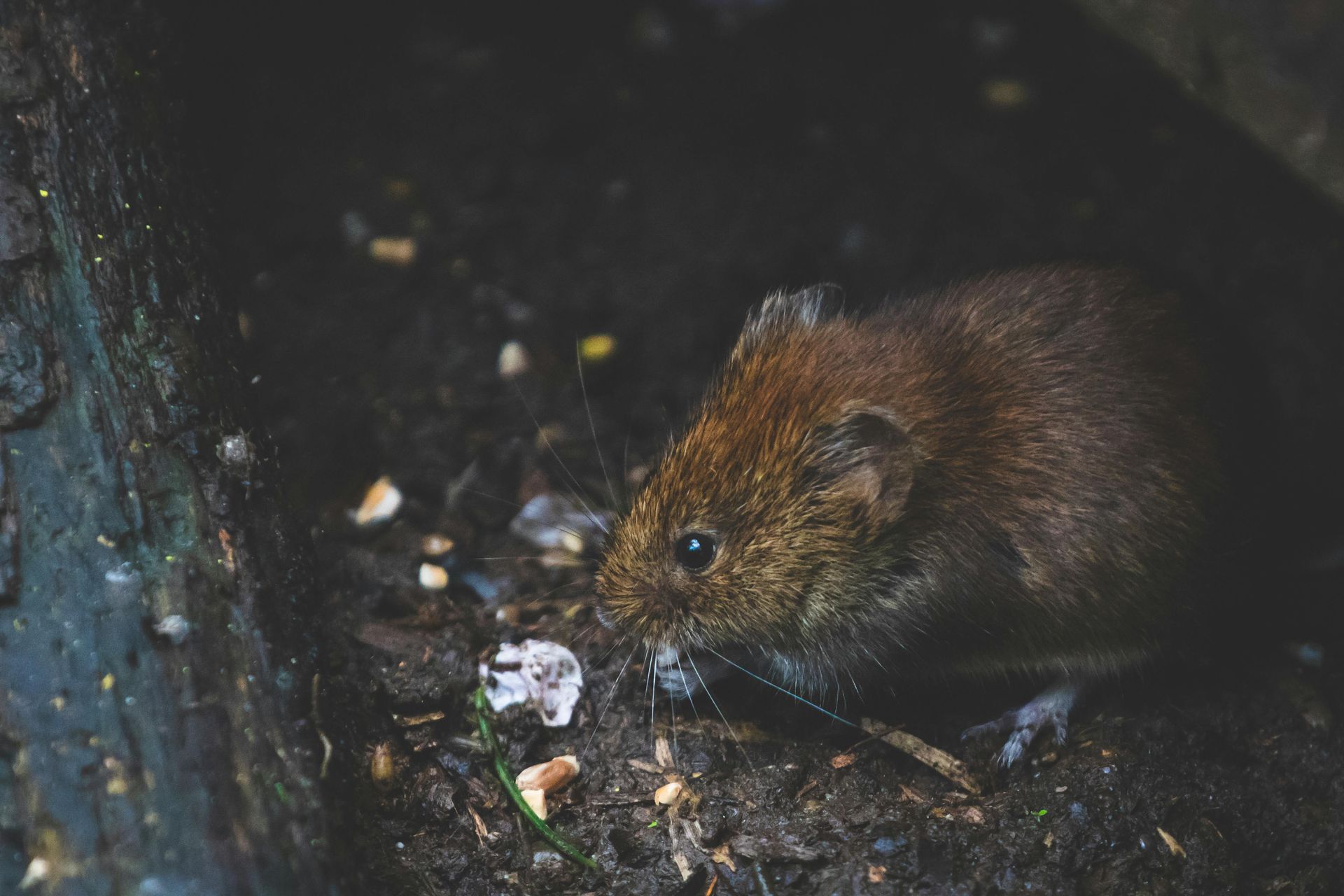 Mouse indoors — rodent control in West Jordan, UT